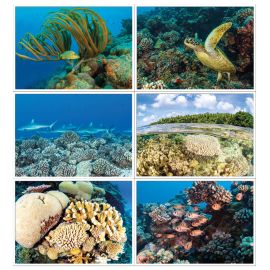 California Academy of Sciences Hope for Reefs Postcard Set